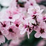 pink petaled flowers closeup photo